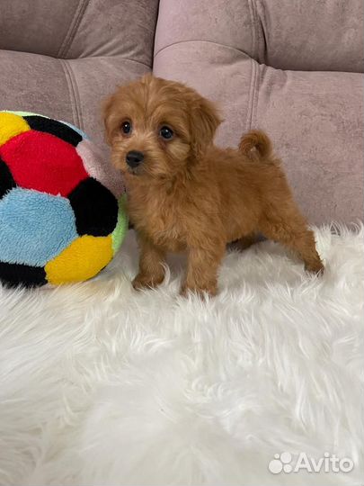 Щенки мальтипу