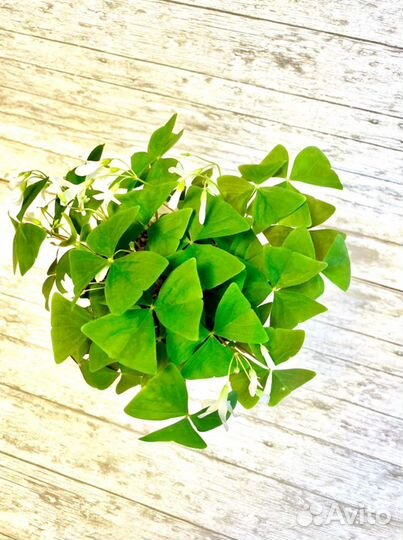 Кислица оксалис зеленый