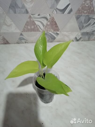 Сциндапсусы, циссусы