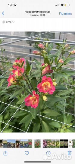 Продаю корни альстромерии