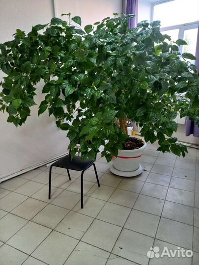 Гибискус китайская роза