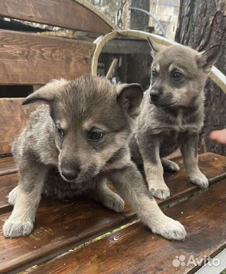 Малыши ищут хозяев