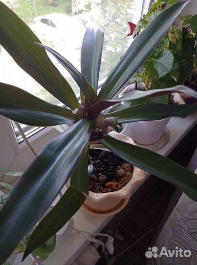 Традесканция