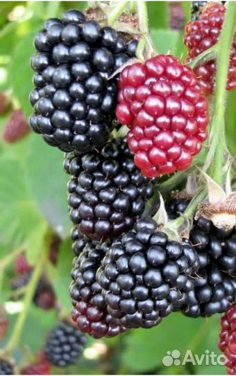 Саженцы ежевики 2хлетние