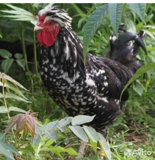 Курицы несушки домашние