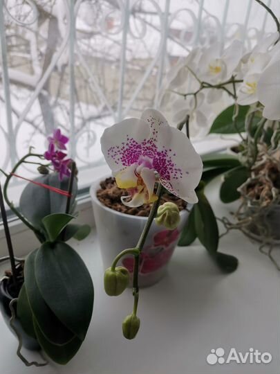 Орихидея