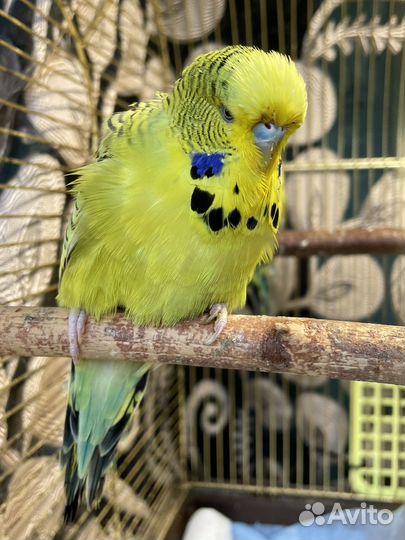 Выставочный волнистый попугай ввп Чех