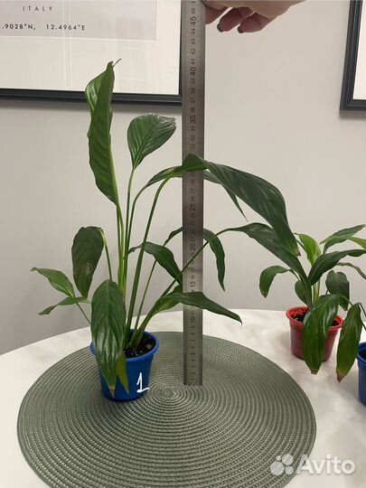 Спатифиллум