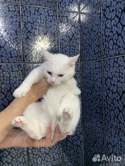 Голубоглазка