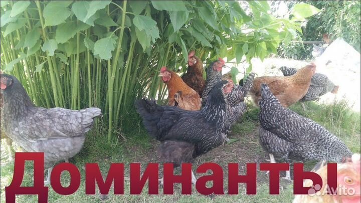 Доминант -несушка