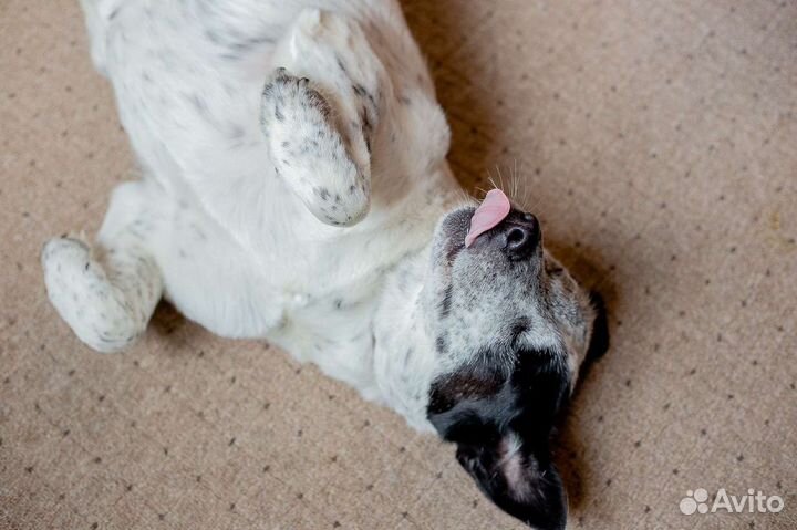 Слепая собака в добрые руки