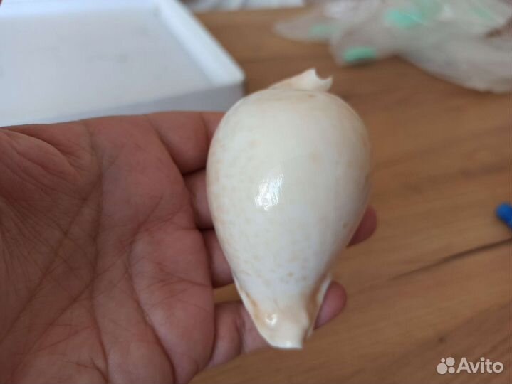 Морская раковина