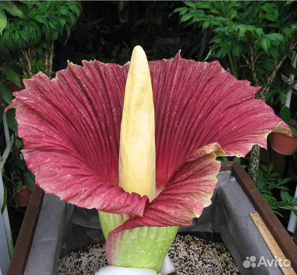 Пальма Аморфофаллиус- коньяк