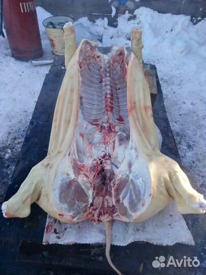 Забой с/х животных