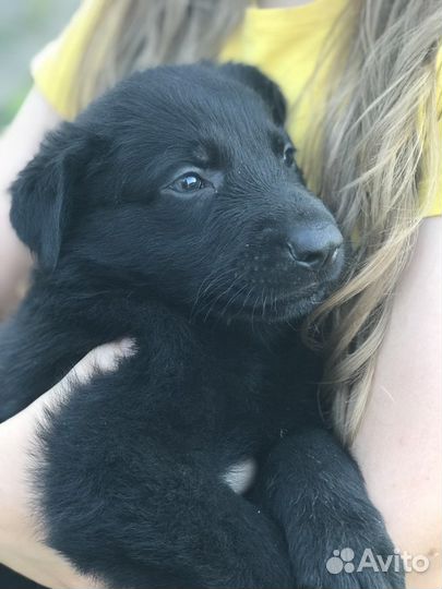 Немецкая овчарка черного окраса