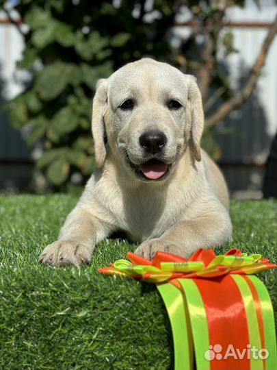 Щенки лабрадора