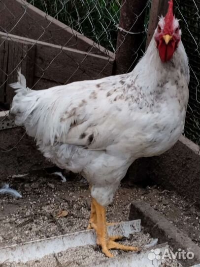 Молодые петушки