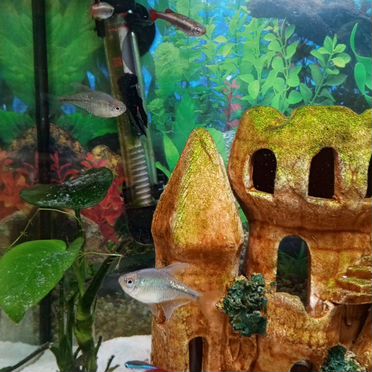 Аквариум с рыбками и оборудованием