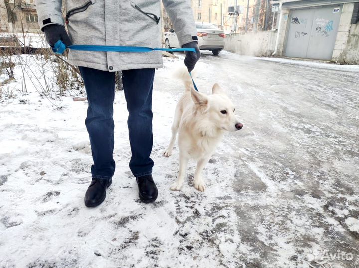 Классный пес