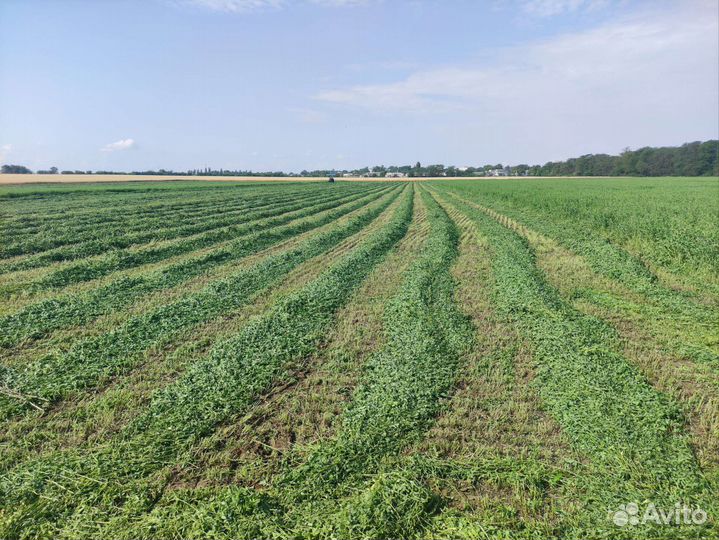 Сено люцерны в тюках