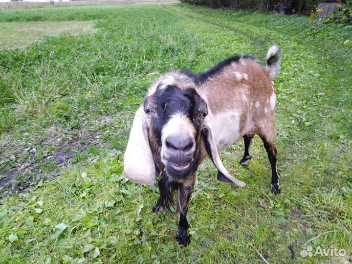 Нубийский козел