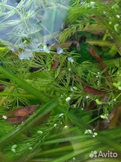 Аквариумные рыбки