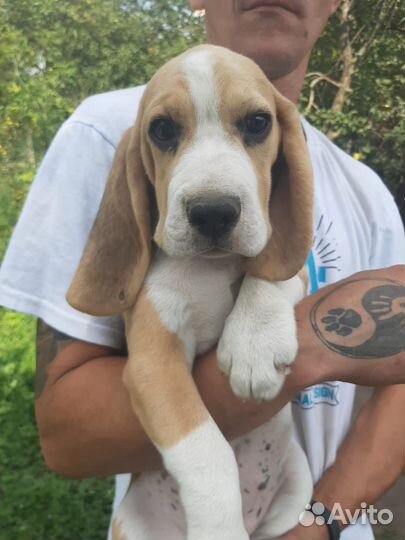 Щенки бигль