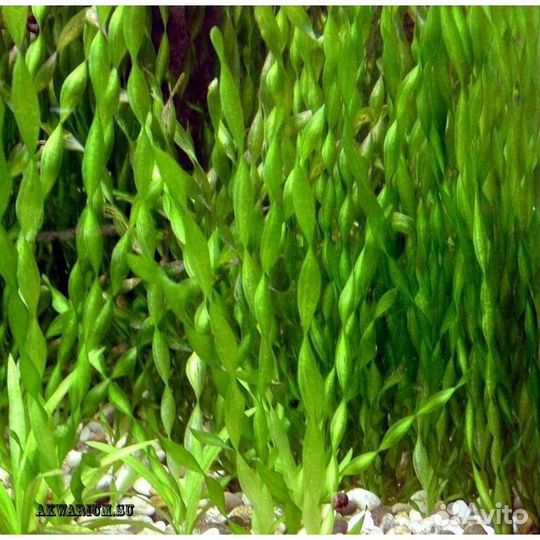 Аквариумное растение