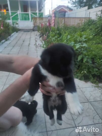 Щенки лайки