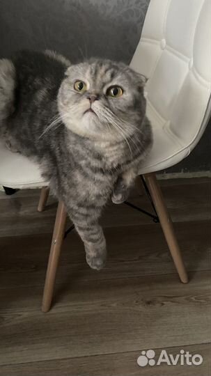 Шотландская кошка