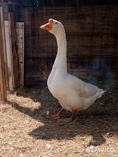 Гусыня / Гусь