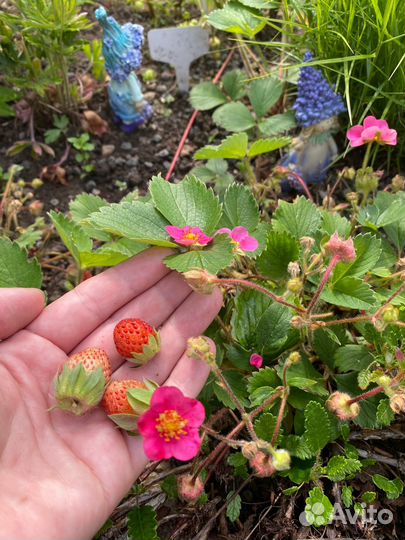 Ампельная земляника липстик