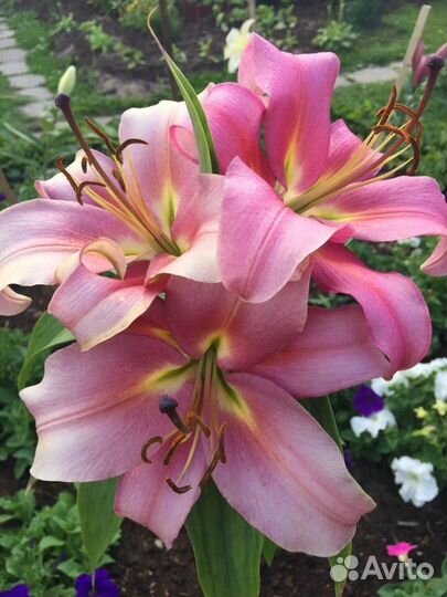 Лилии сортовые