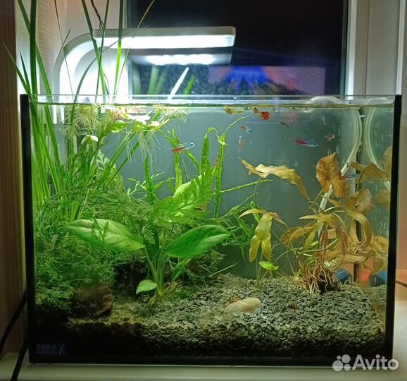Аквариум