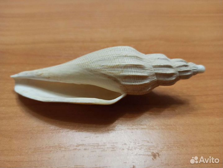 Морская раковина