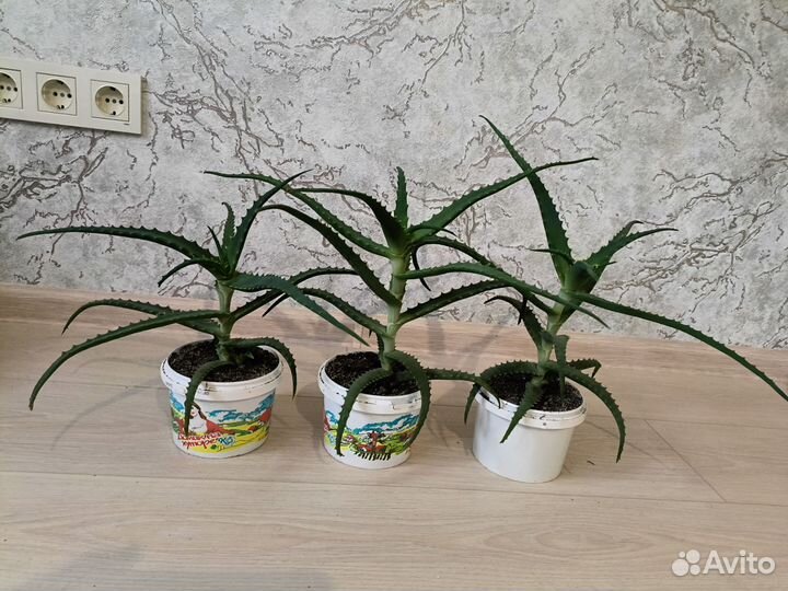 Алоэ, хавортия, спатифиллум,декабрист,традесканция