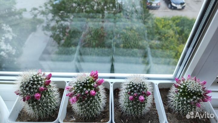 Кактус цветущий