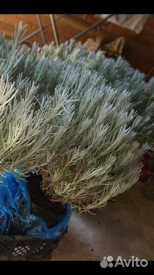 Лаванда узколистная