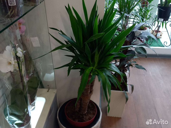 Комнатные цветы