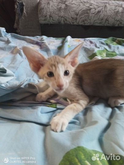 Котята ориенталы краснодар