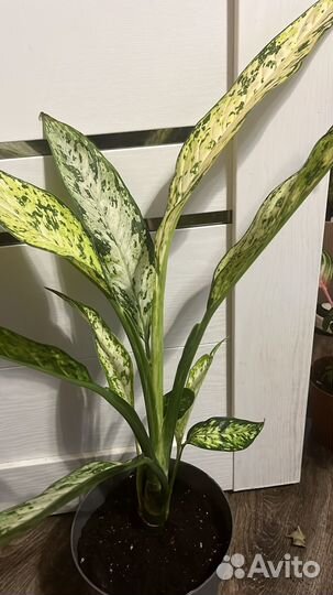 Диффембахия везувий