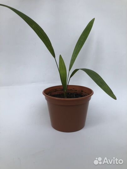 Пальма веерная Сочи