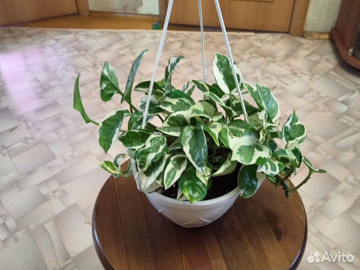 Сциндапсус н Джой