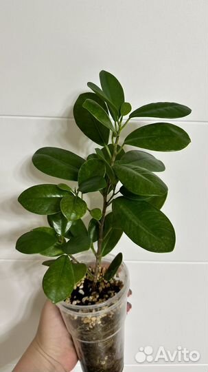 Фикус мокламе