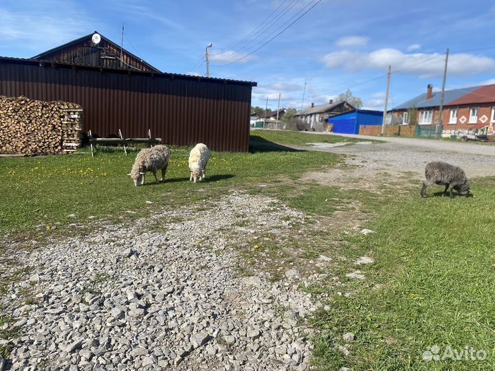 Овечка бараны