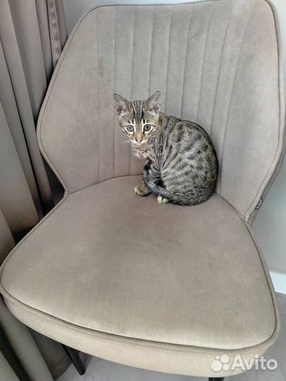 Бенгальский котенок мальчик