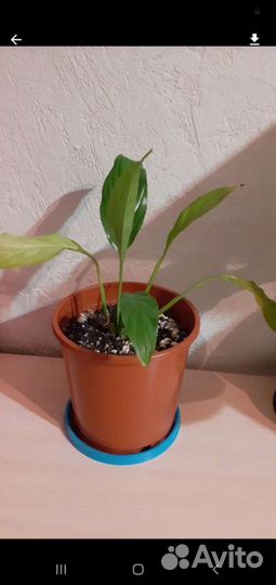 Спатифиллум