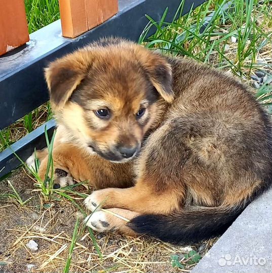 Собака щенок помесь Мальчик