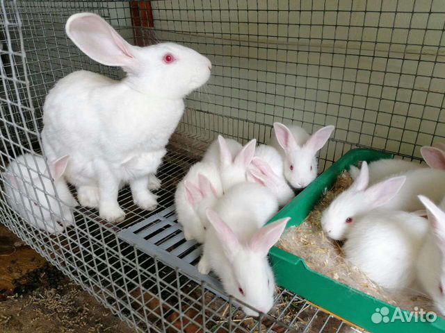 Крольчата на откорм объявление продам