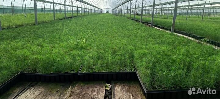 Сеянцы ели окс от производителя